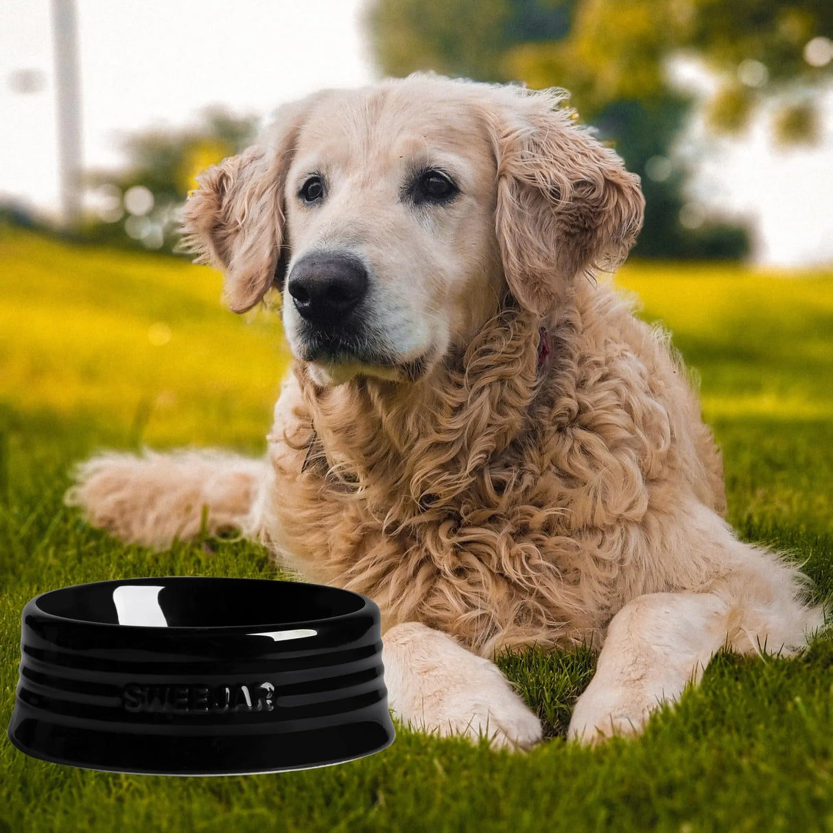 SWEEJAR Ceramic Dog Food Dishes